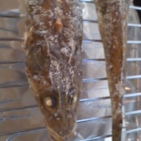 マゴチの塩焼き レシピ 作り方 By テツオ63 楽天レシピ マゴチの塩焼き レシピ 作り方 By テツオ63 楽天レシピ